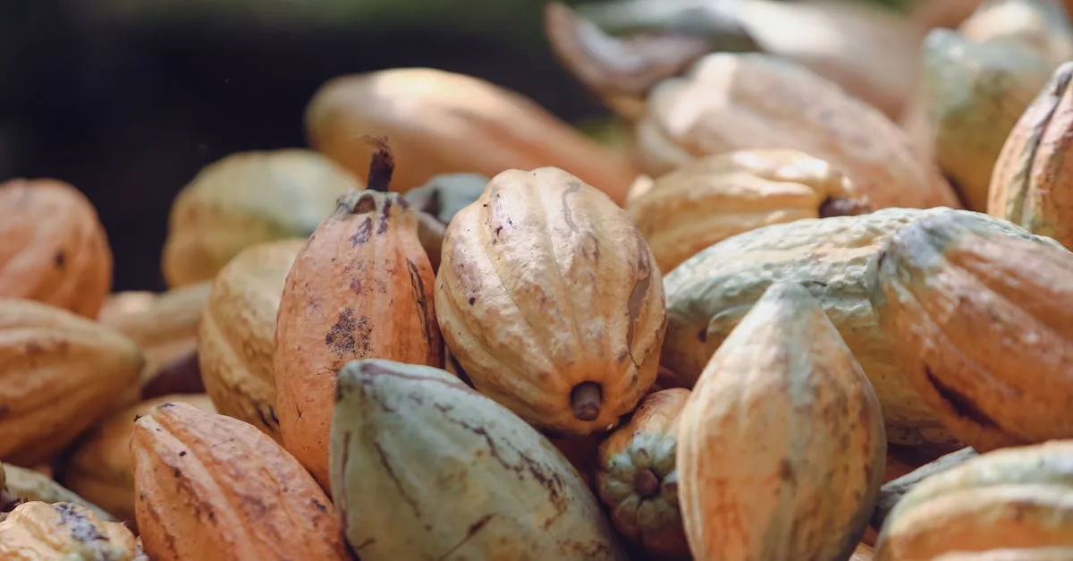 Cocoabuterol: Desvendando o Extrato de Cacau Superconcentrado para Performance e Bem-Estar